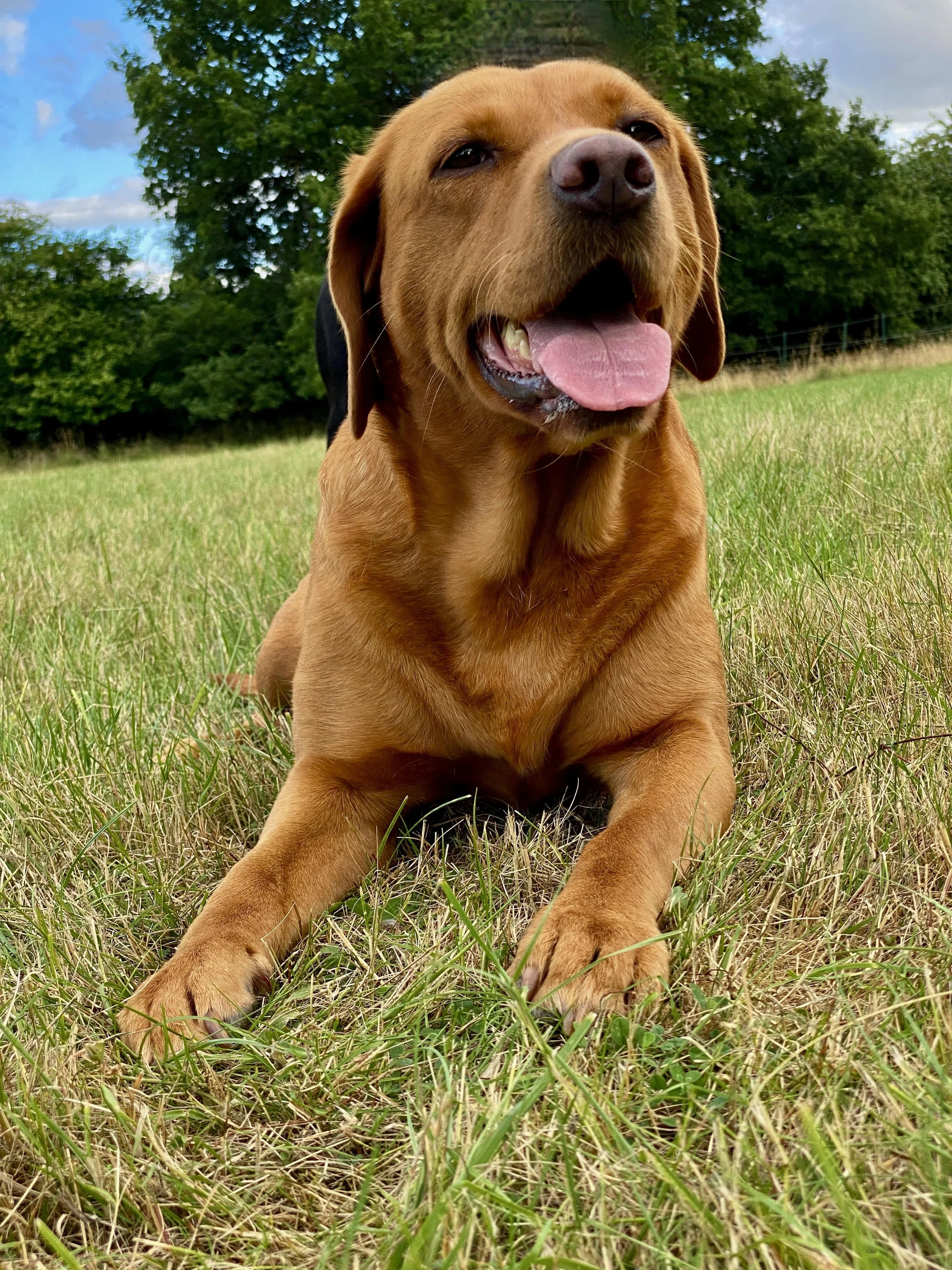 Fox red labrador deals breeders